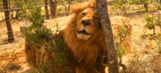 Ces 33 lions sont enfin libérés et voyez leur réaction quand ils peuvent à nouveau sentir l’herbe fraîche